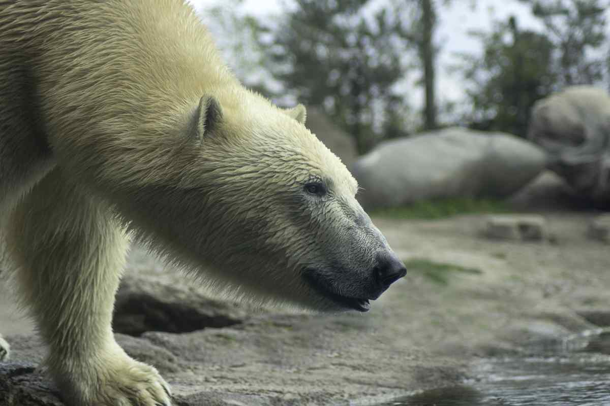 Close up of a polar bear in Alaska on Gondwana's Polar Bear Adventure tour.