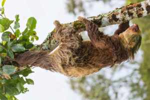 Picture of a sloth in the Amazon Rainforest