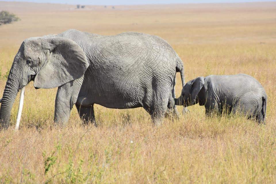 Elephants in the Serengeti on Gondwana Ecotour's Great Migration Camping Safari