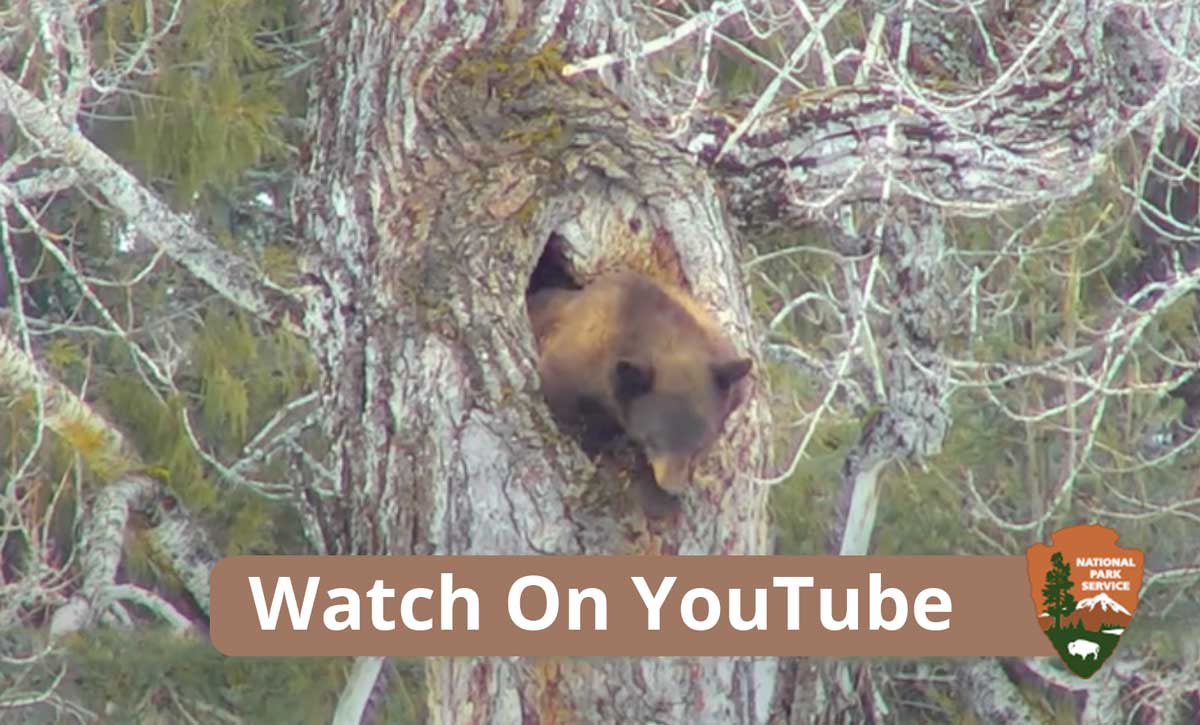 live bear cam in alaska