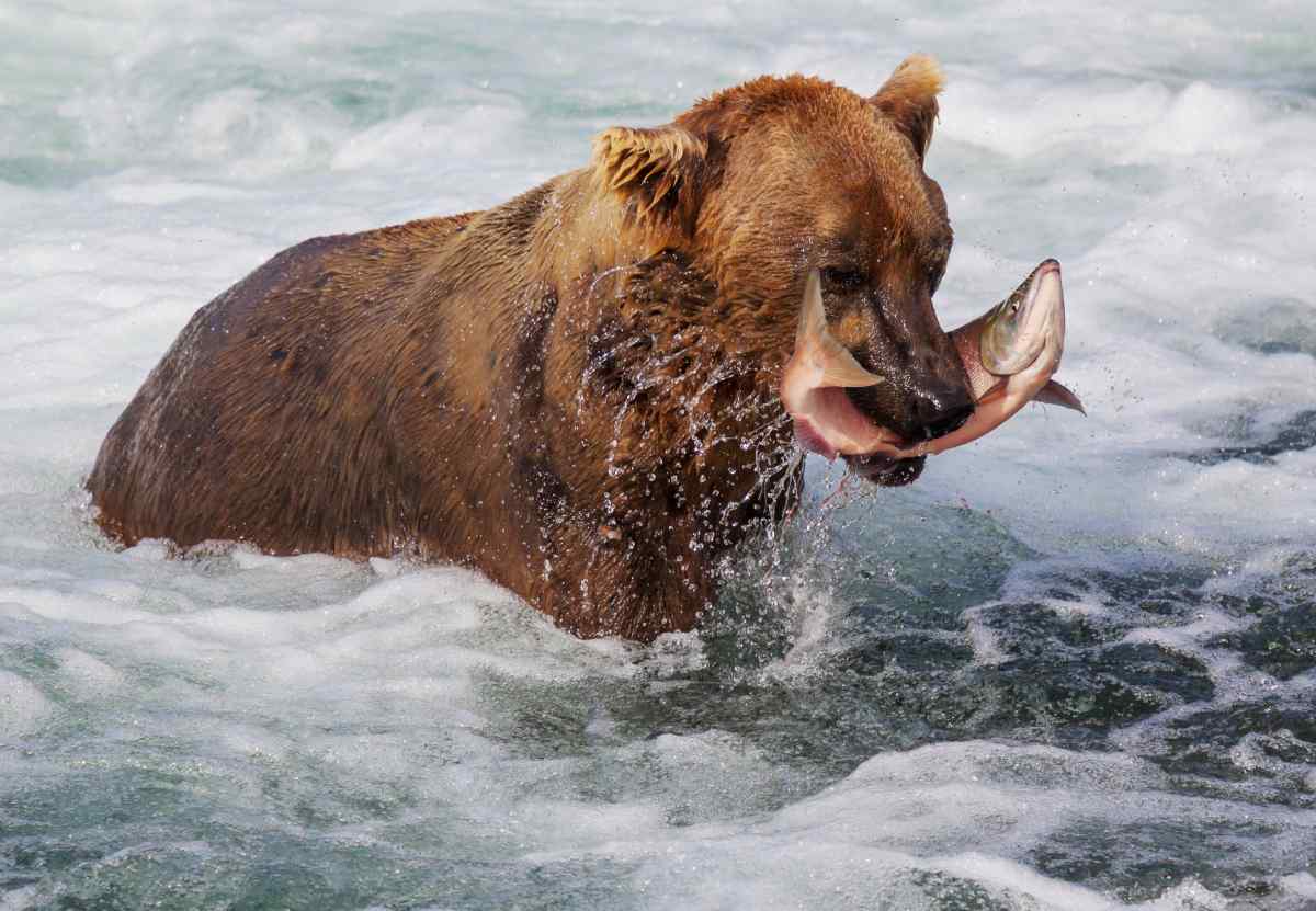 Grizzly Bear catching salmon in Brooks River Alaska on Gondwana Ecotours' Glaciers & Grizzlies Adventure tour!