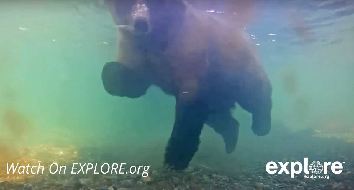 Brooks Falls Live Grizzly Bear Cam In Alaska - Katmai National Park 5 underwater bear cam alaska