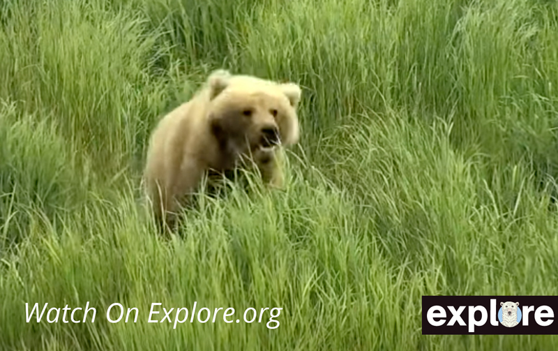 Brooks Falls Live Grizzly Bear Cam In Alaska - Katmai National Park 3 Katmai national bear cam