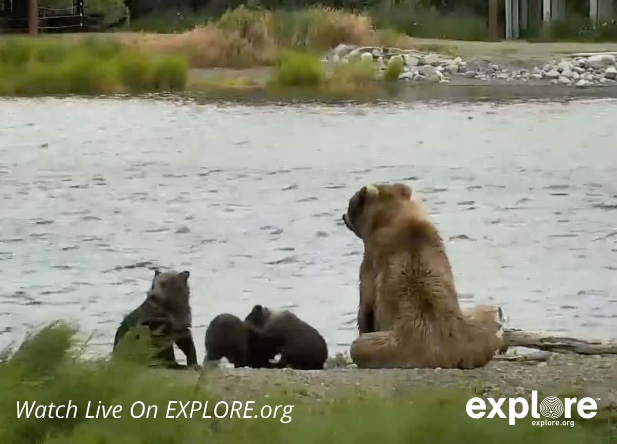 Brooks Falls Live Grizzly Bear Cam In Alaska - Katmai National Park 2 watch bear cam alaska