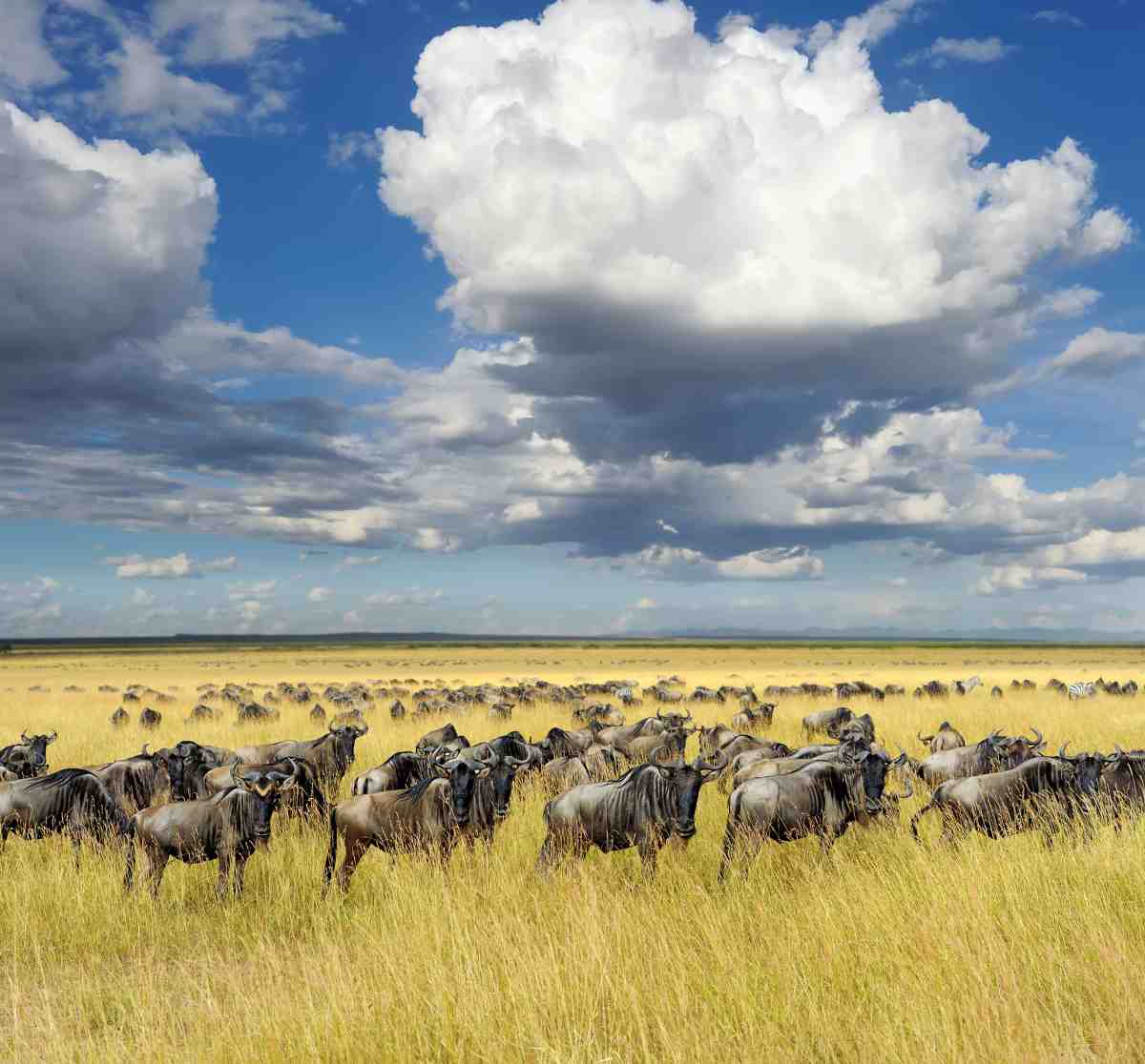 Picture of wildebeest in Tanzania on Gondwana Ecotour's Great Migration Camping Safari.