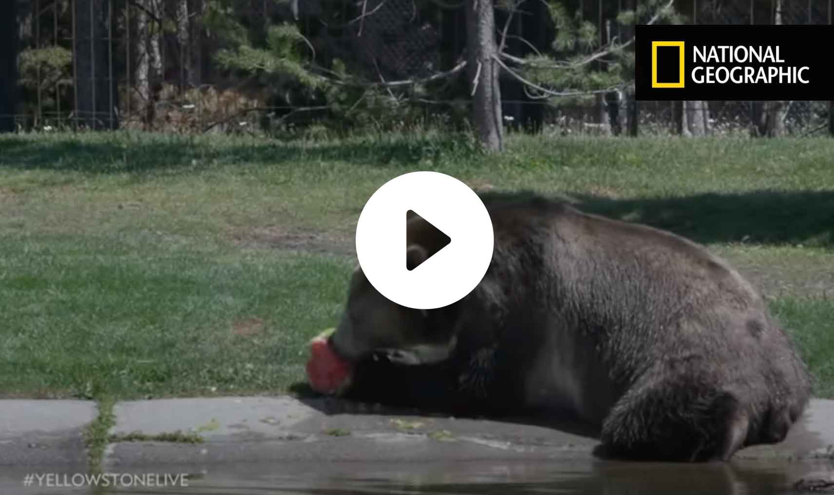 yellowstone live bear cam