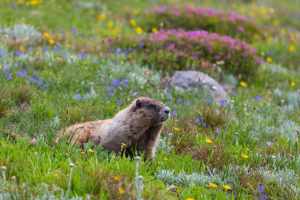 Photo of a marmot near Exit Glacier, Alaska.
