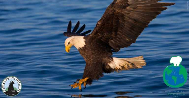 Photo of a bald eagle in flight to celebrate Endangered Species Day!