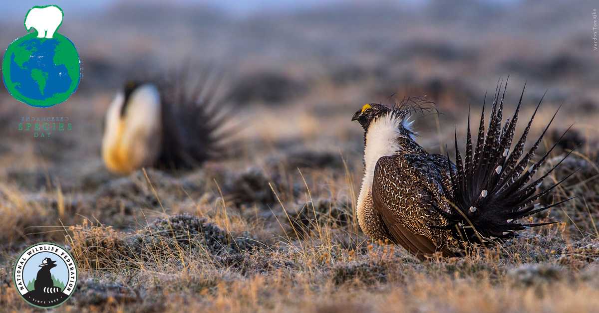 Photo of a greater sage grouse in celebration of Endangered Species Day!