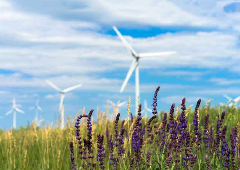 Photo of a field of flowers with wind turbines in the background for the article, "A Quick Guide to Carbon Offsets" from Gondwana Ecotours