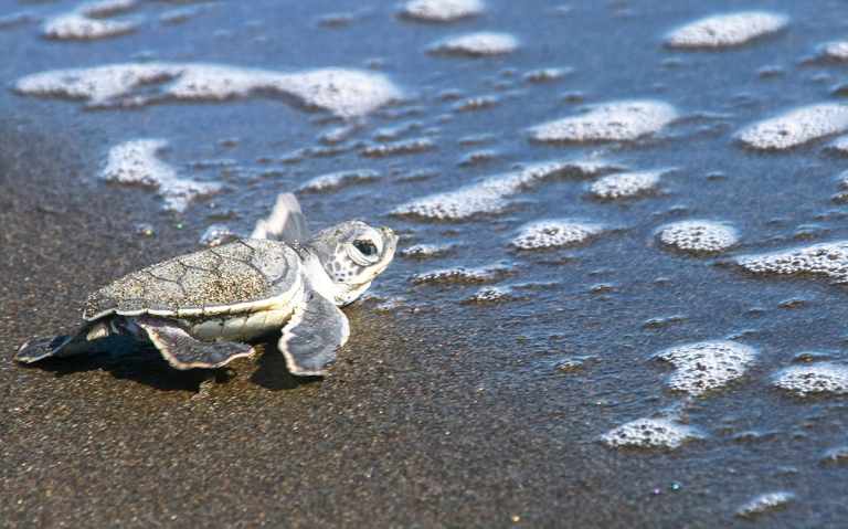 A baby green sea turtle (Chelonia mydas) reaches the ocean after