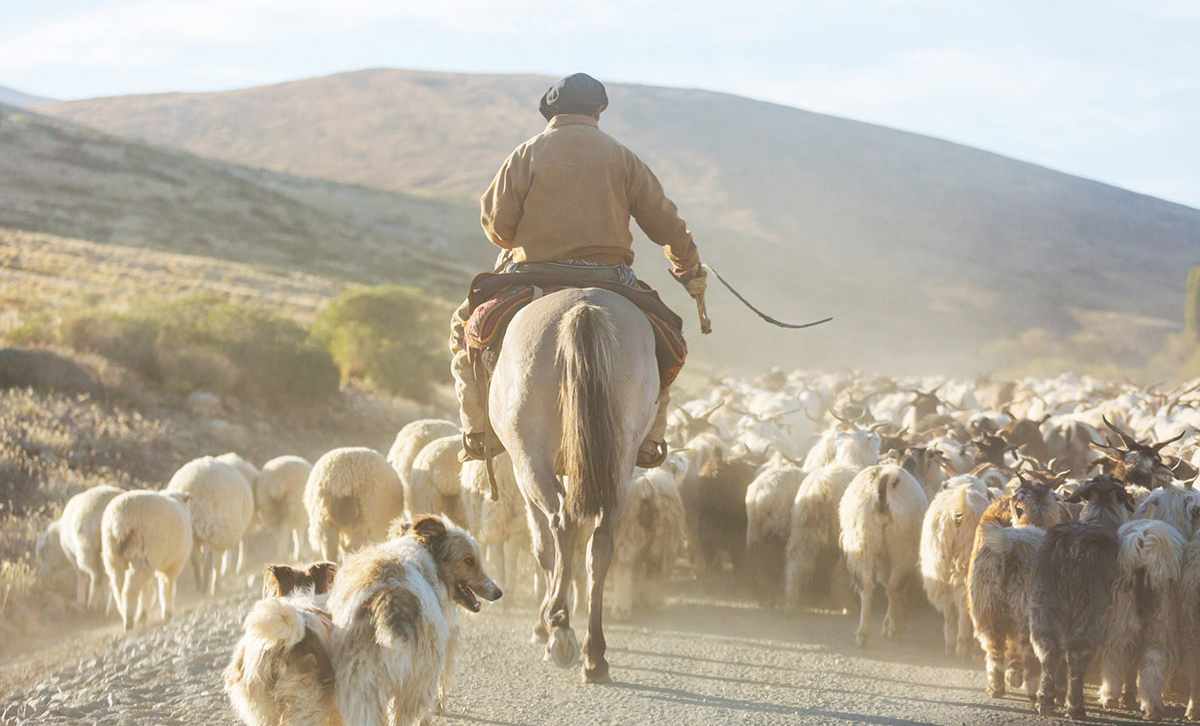 Gaucho in the Patagonia mountains, Argentina