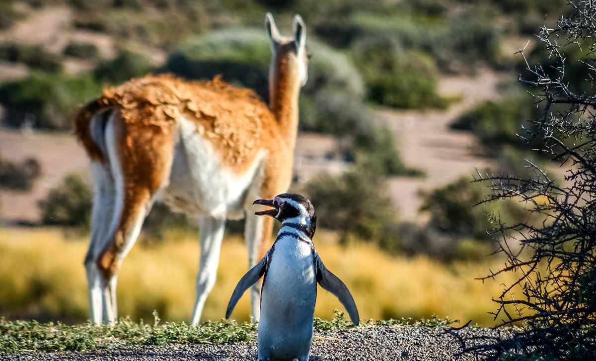 Magellanic penguin and guanaco in Punta Tombo Natural Reserve Argentina