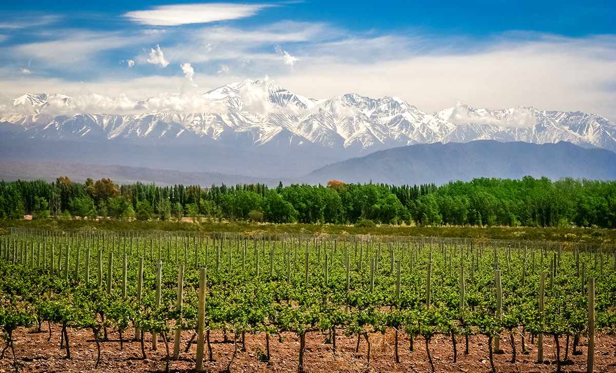 Vineyards near Mendoza in Argentina