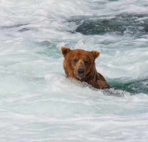 Grizzly bear searching for salmon in an Alaskan river.