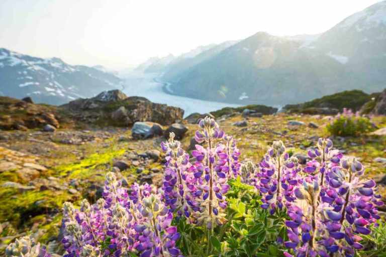 Flowers blooming in front of a mountain landscape in Alaska for the Gondwana Ecotour's post, "The Best Time to go to Alaska."
