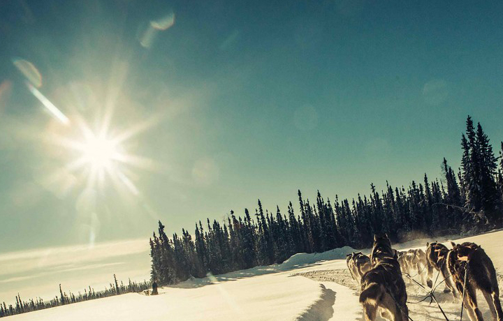dogsled 720x460 1