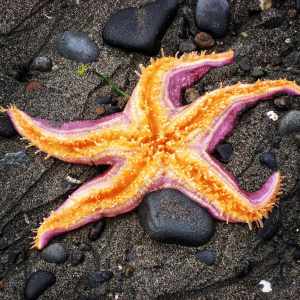A picture of a starfish on the beach in Ninilchik, Alaska.