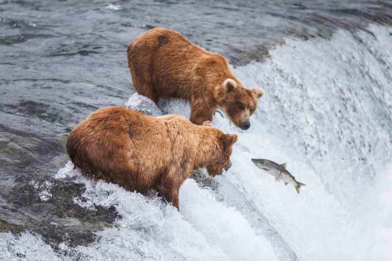 Grizzly bears feeding on salmon in Alaska