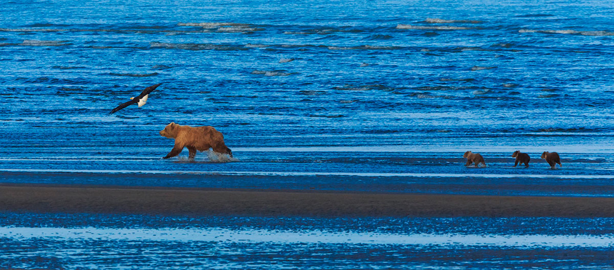 The first stage of a Brown Bear life cycle is spending their first few years under the care of their mother. Brown Bear sow and cubs, Lake Clark National Park, Alaska 