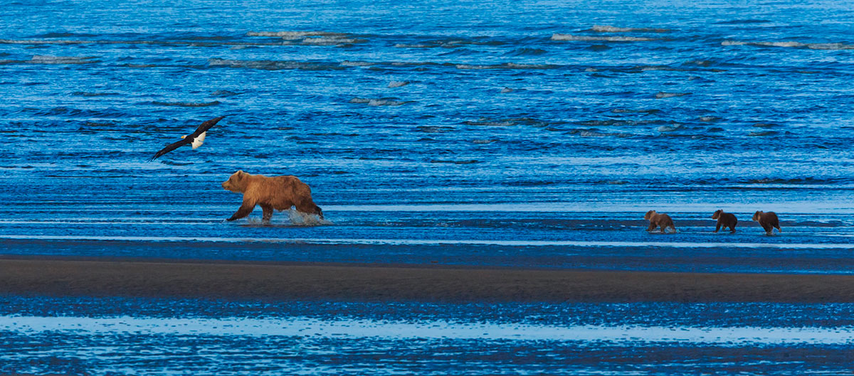 brown bear sow and cubs lake clark national park a 82VPHLE