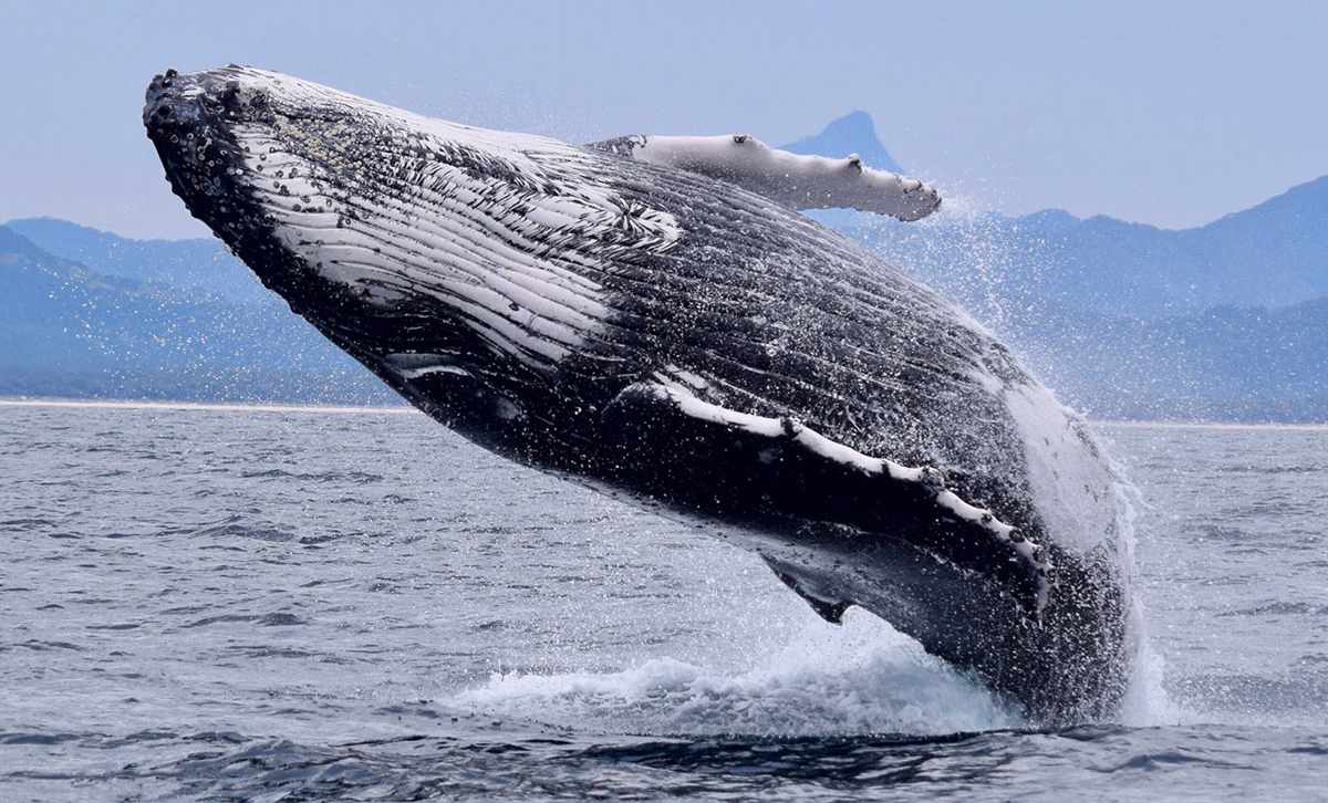 Picture of a breaching humpback whale off the coast of Alaska.