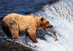 <span>Alaska:</span> Glaciers & Grizzlies Adventure 43 bear eating salmon in alaska 1