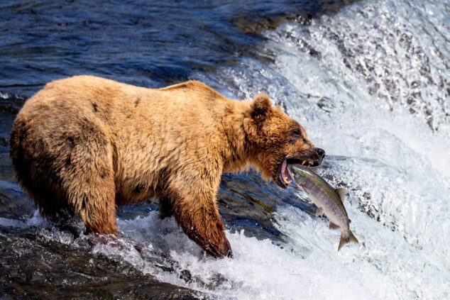 bear eating salmon in alaska 1