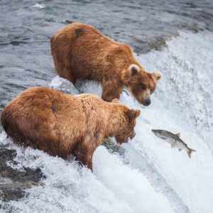 grizzly bears fishing for salmon