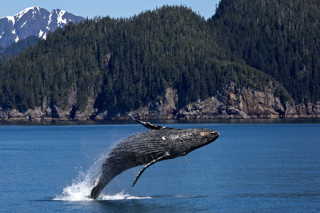 Humpback whale breaching and jumping up out of the water in Alaska, near Homer.
