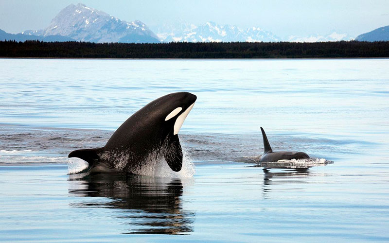 Orca Alaska