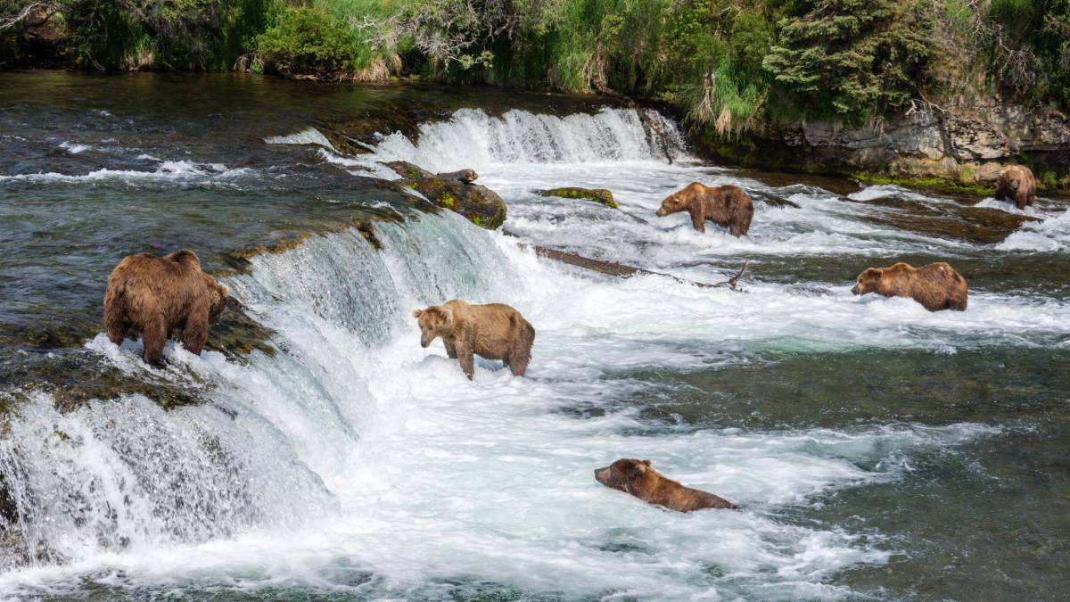 Grizzly Brown Bears in a river feeding on salmon at Brooks Falls, Katmai National Park, Alaska