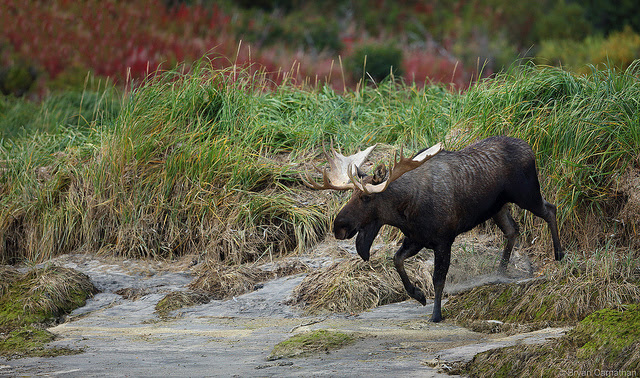 Moose in Alaska