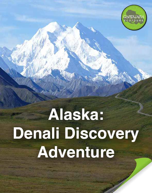 Denali Discovery Adventure