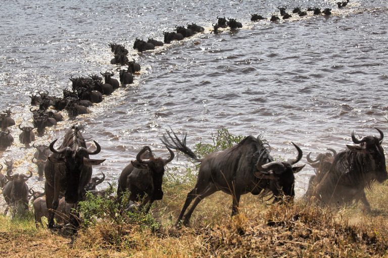Tanzania Great Migration
