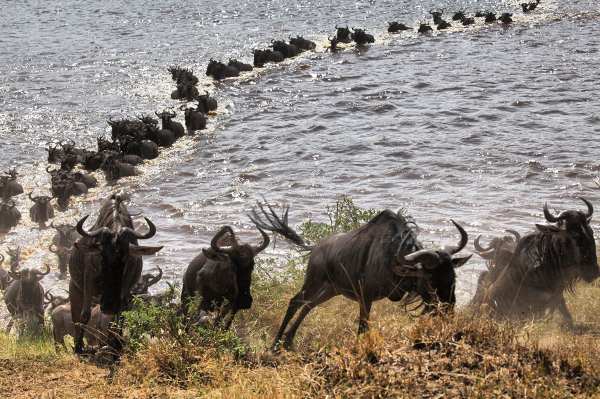 <span>Rwanda:</span> Gorillas, Chimps & National Parks Adventure 10 Tanzania Great Migration