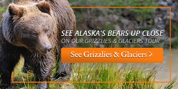 see grizzlies in alaska