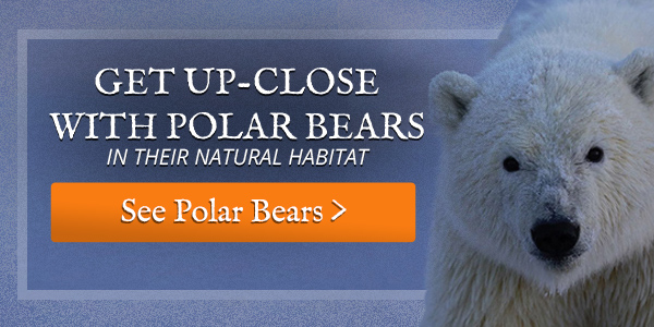 Polar Bear EcotourCTA img