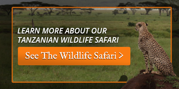 Where can I meet the Maasai? 5 tanzania safari and great migration