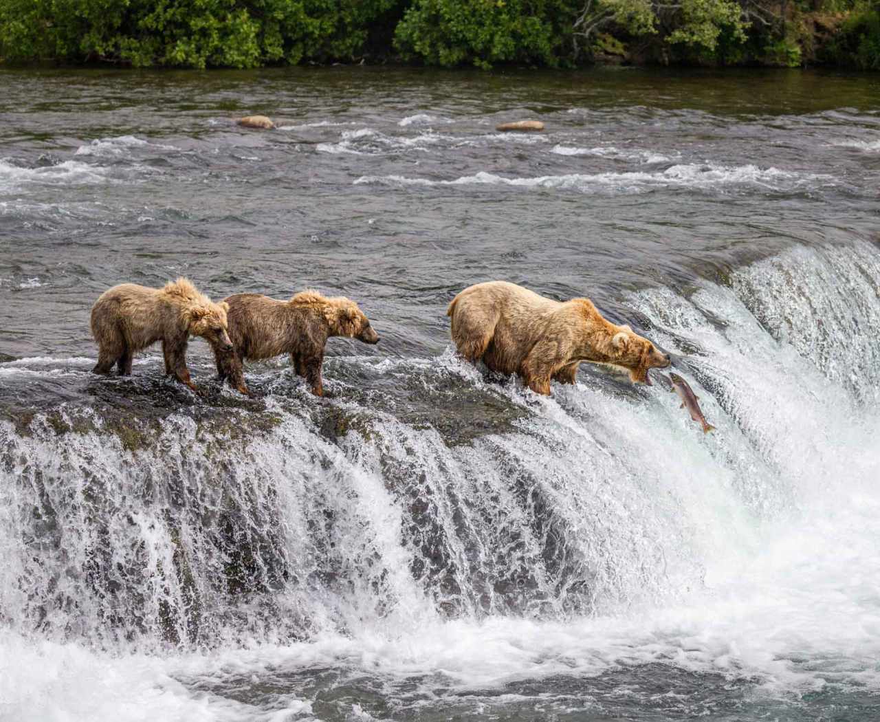 grizzly bear catching salmon in brooks waterfall katmai alaska
