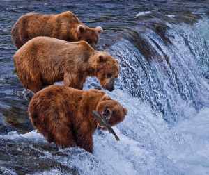 grizzly bears