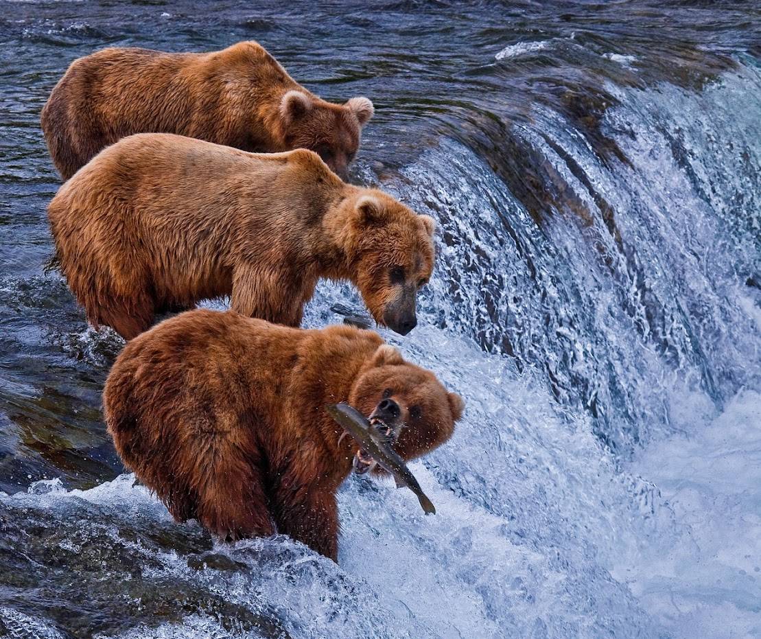 Bears feeding on salmon in Alaska