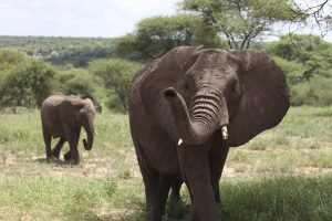 two elephants walking in plains of africa 1
