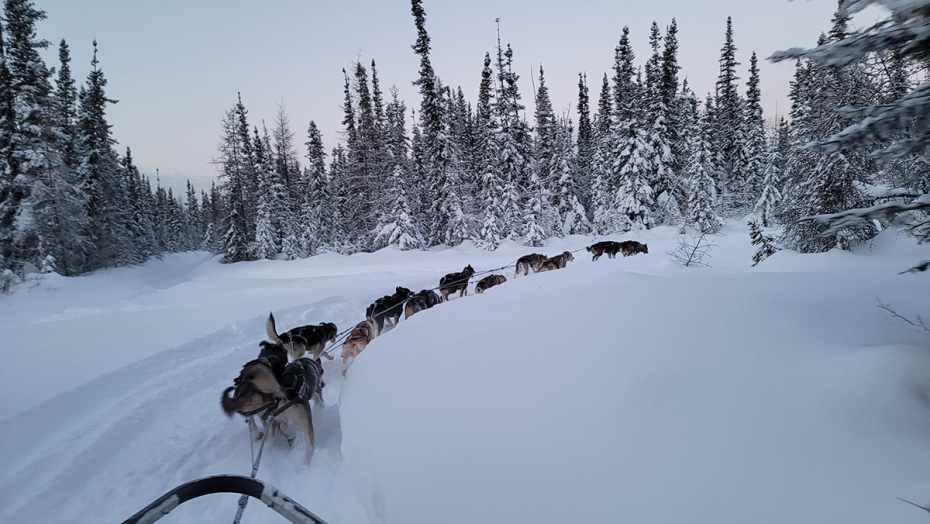 Dogs pulling a sled through the snow