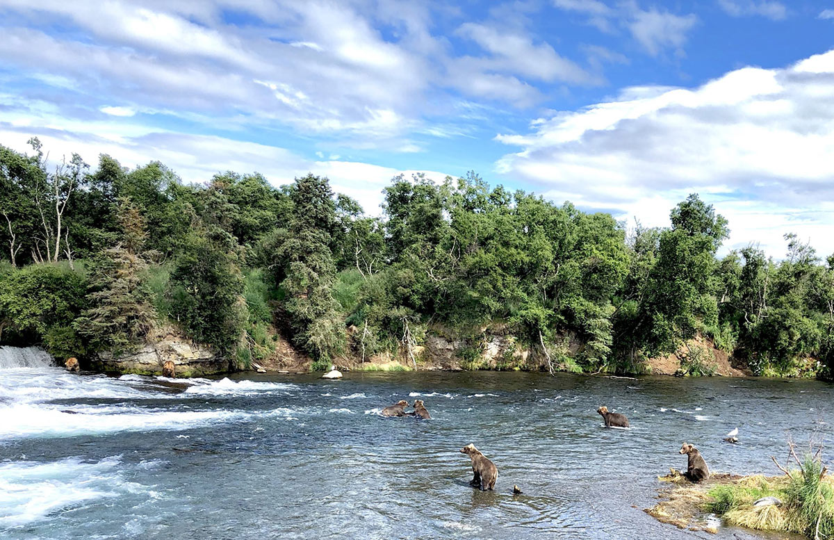 Coastal Alaska Grizzly Bears Feed on salmon at brooks falls