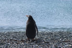 penguin standing on shore in front of ocean 1