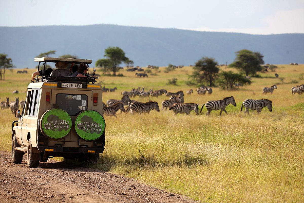 A Gondwana Ecotours safari vehicle drives through the savannahs of Tanzania