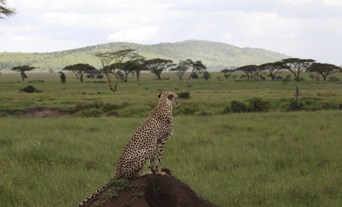 A cheetah sits on a rock overlooking the savannah in Tanzania 