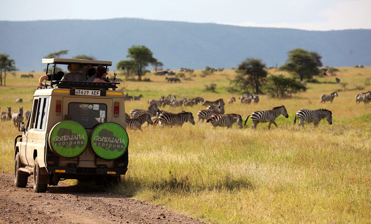 A Gondwana Ecotours safari vehicle drives through the savannahs of Tanzania