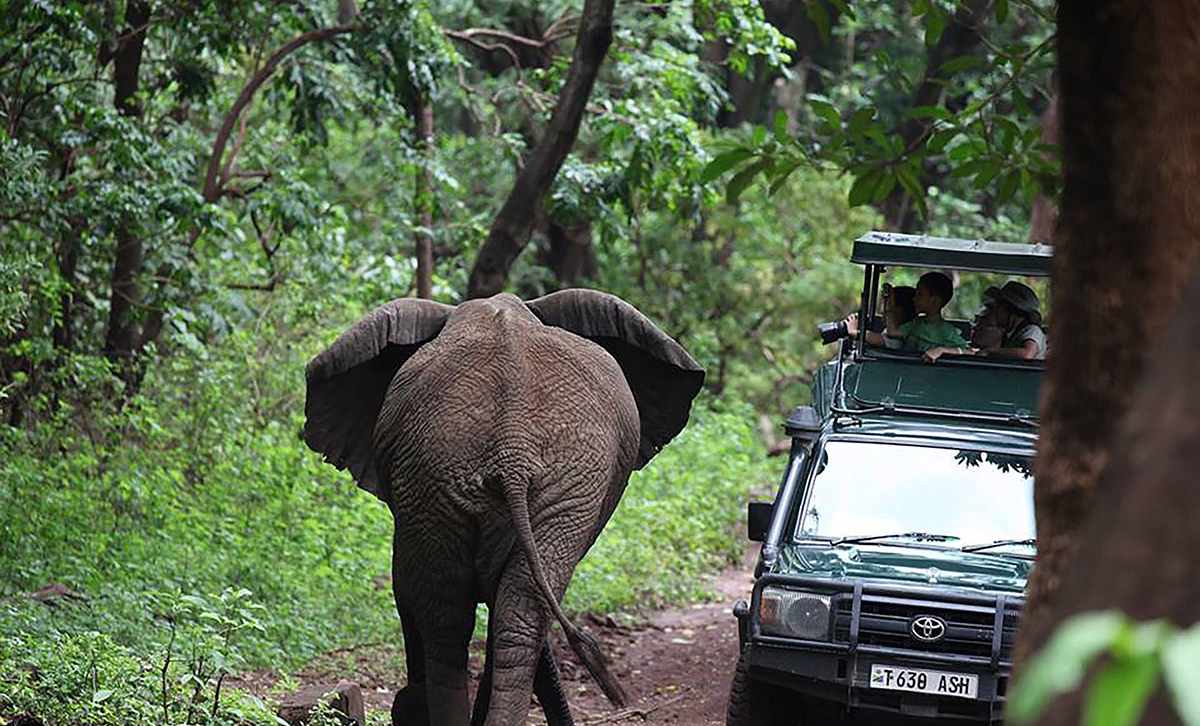 A young elephant walks past a safari vehicle in Tanzania